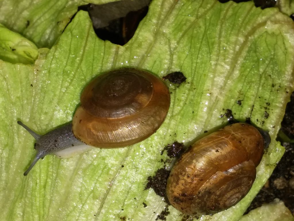 Un po di chiocciole da comfermare pollino